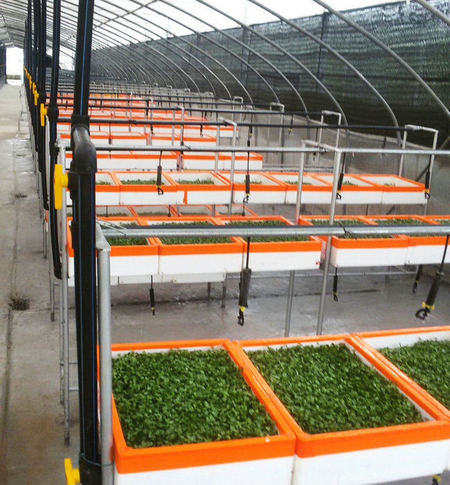 芽苗菜生產(chǎn)及培訓03