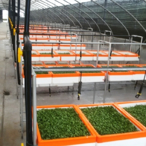 芽苗菜生產(chǎn)及培訓