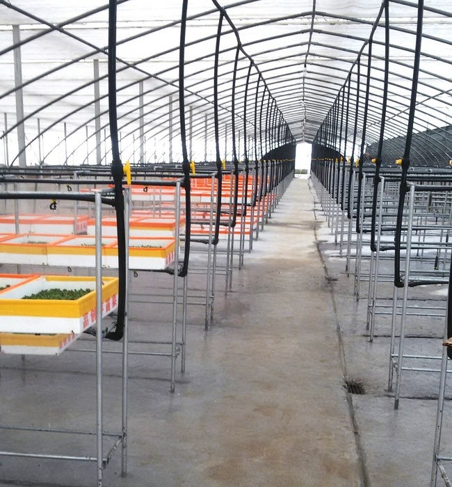 芽苗菜生長必須的條件有哪些?